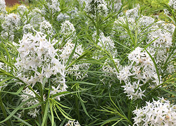 Plants of the Week: June 3