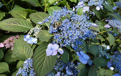 Plants of the Week: June 24