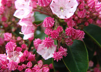 Plants of the Week: May 27