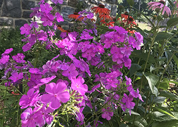 Plants of the Week: July 1