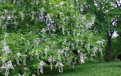 Plant of the Month: Cladrastis kentukea