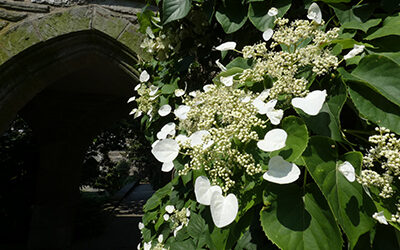 Plants of the Week: June 10