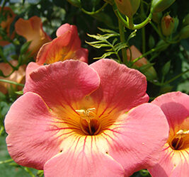 Plants of the Week: July 22