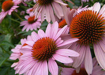 Plants of the Week: July 8