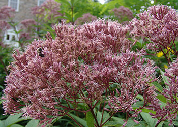 Plant of the Month: Eutrochium maculatum ‘Gateway’