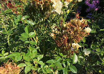Update: Rose Rosette Disease