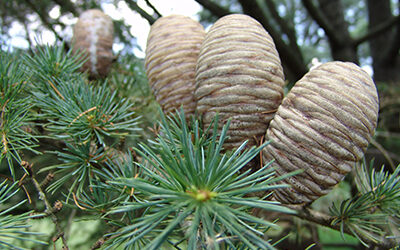Cedrus libani