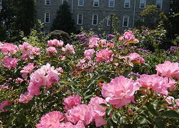 Plants of the Week: August 26