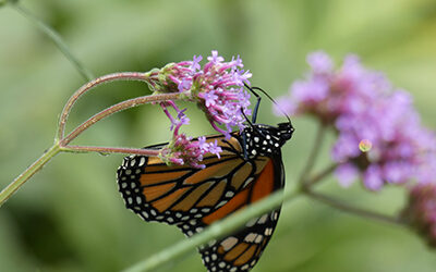 Plant of the Week: August 5