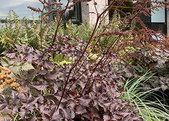 Plants of the Week: September 9