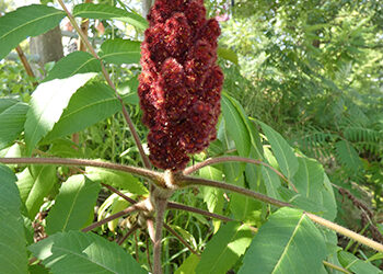 Rhus typhina (staghorn sumac)