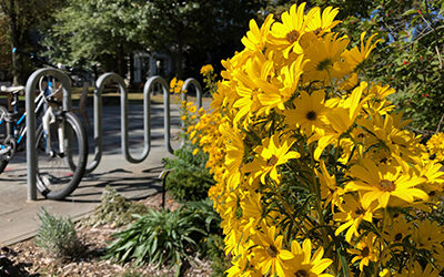 Plants of the Week: October 28