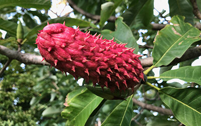 Plants of the Week – September 30