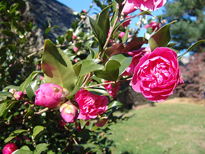 medium-sized peony-like flowers