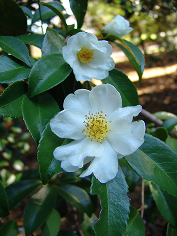 White flower camellia