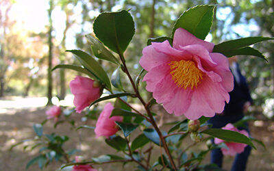 Fall-blooming Camellias in their Glory