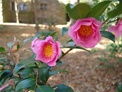 Pink blooms in glossy green foliage