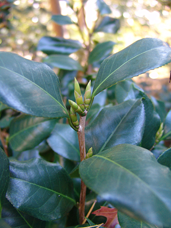 glossy green foliage