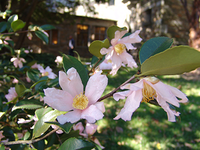 light pink flowers