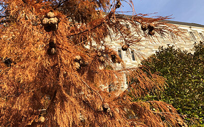 Plants of the Week: November 25