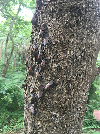 gathering of pests