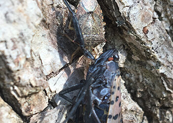 An FYI on the Spotted Lanternfly