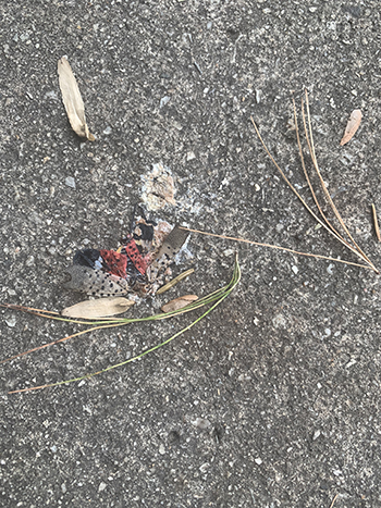 Squashed spotted lanternfly