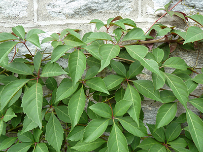 green vines