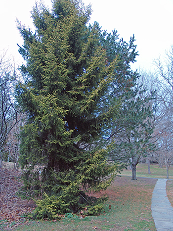 Large conifer tree