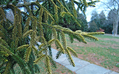 Plant of the Month: Picea orientalis ‘Skylands’ (Oriental spruce)