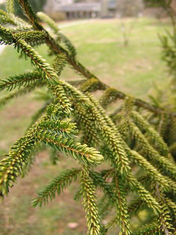 yellow tipped branches