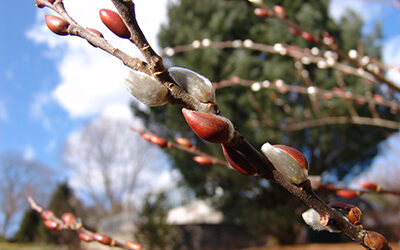 Plants of the Week: January 13, 2020