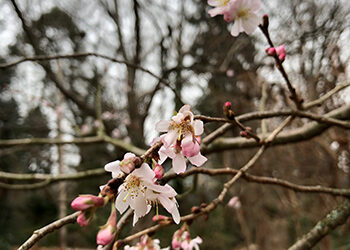 Plants of the Week: January 20