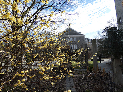 yellow blooms on a blue sky