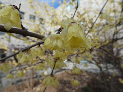 yellows blooms