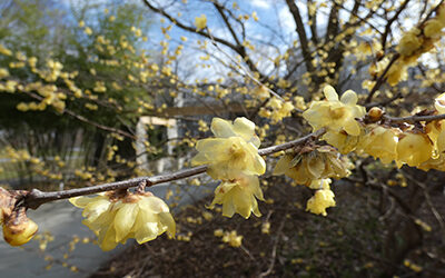 Plants of the Week: February 10