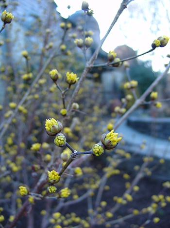 dogwood yellow blooms