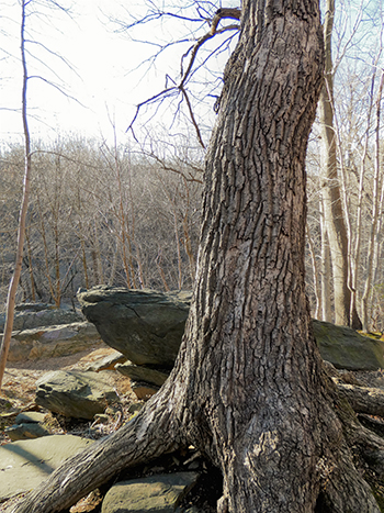 oak growing over rocks