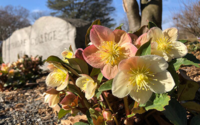 Plants of the Week: March 2