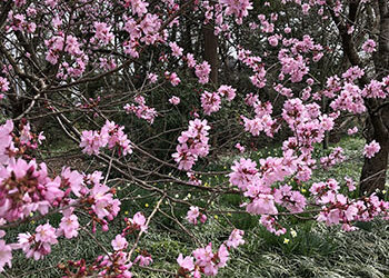 Plant of Week: March 23