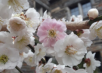 Plants of the Week: March 9