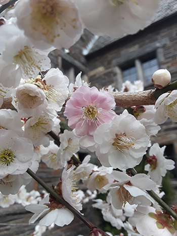 Prunus mume