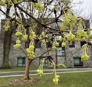 Acer flowers block