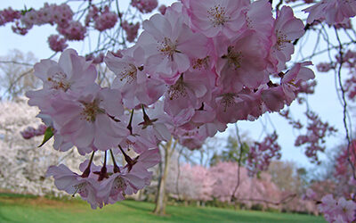 Plant of the Week: April 6