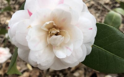 #BranchOut: Camellia japonica ‘April Dawn’