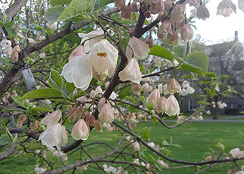 Plant of the Month: Halesia
