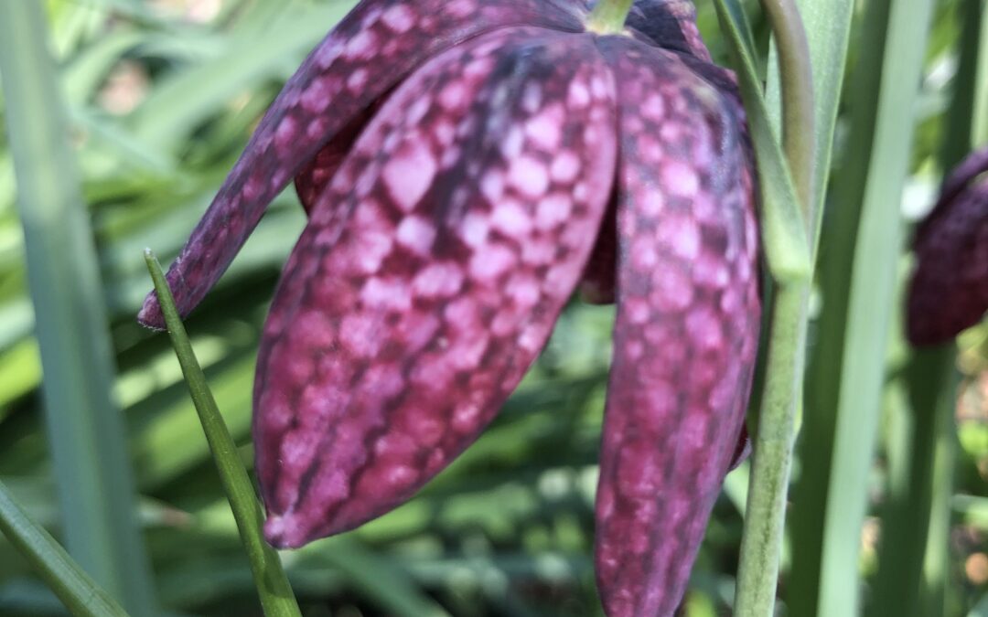 #BranchOut: Fritillaria meleagris