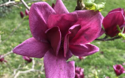 #BranchOut: Magnolia ‘Genie’