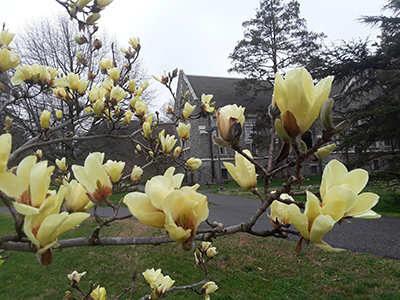 Large yellow blooms of Magnolia