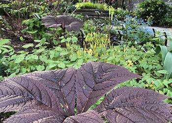 Plants of the Week: April 13